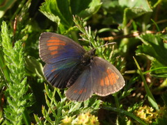 Erebia tyndarus