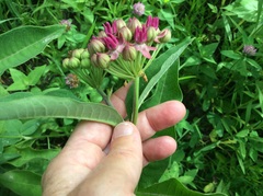 Asclepias purpurascens