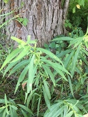 Calycomyza promissa