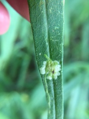Calycomyza promissa