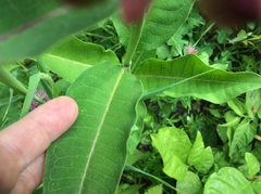 Asclepias purpurascens