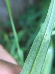 Calycomyza promissa