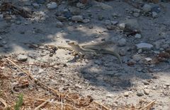 Acanthodactylus schreiberi