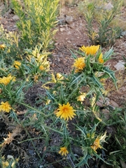 Scolymus