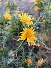 Scolymus