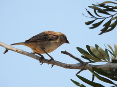 Passer rufocinctus