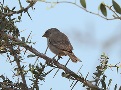 Passer rufocinctus
