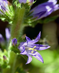 Campanula spicata