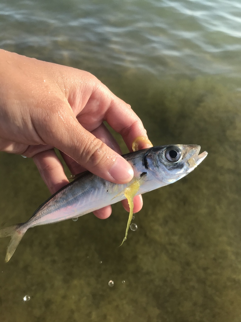 Photo of Mediterranean horse mackerel (Trachurus mediterraneus)