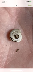 Polygyrinae