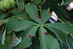 Cameraria ohridella