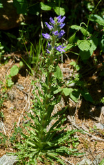 Campanula spicata