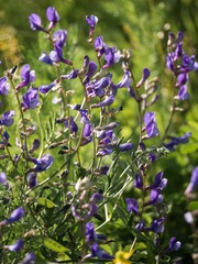Vicia onobrychioides
