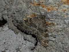 Entephria caesiata