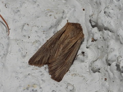 Leucania comma