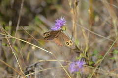 Cercyonis pegala boopis