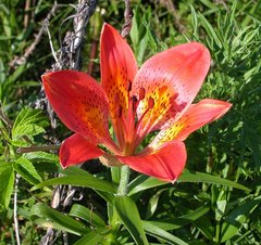 Lilium pensylvanicum