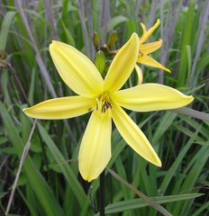 Hemerocallis yezoensis