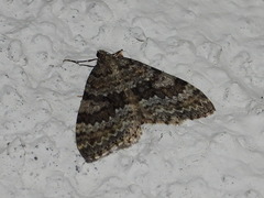 Entephria caesiata