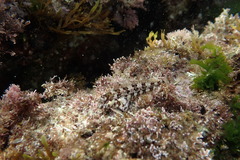 Lipophrys trigloides