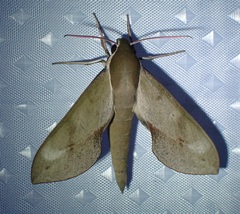 Xylophanes rhodocera
