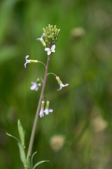 Boechera grahamii