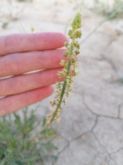 Reseda lutea