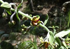 Epipactis veratrifolia