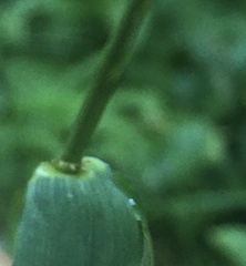 Lolium giganteum