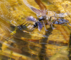 Anoplius depressipes