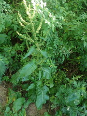 Rumex obtusifolius obtusifolius