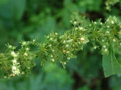 Rumex obtusifolius obtusifolius