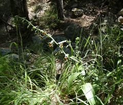 Epipactis veratrifolia
