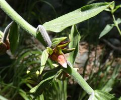 Epipactis veratrifolia
