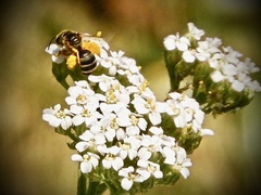 Halictus ligatus