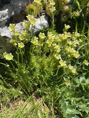 Saxifraga