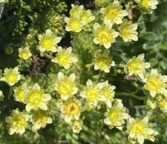 Saxifraga