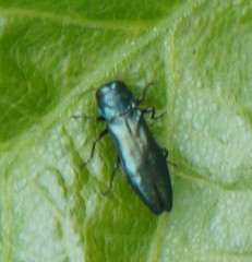 Agrilus cyanescens