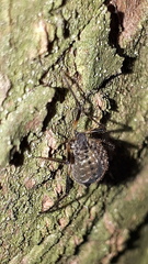 Cinara confinis