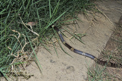 Leptodeira nigrofasciata