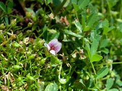 Trifolium monanthum
