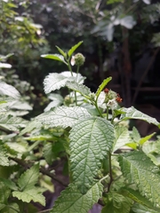 Varronia bullata