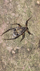 Cinara confinis