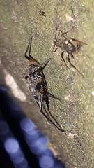 Cinara confinis