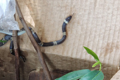 Leptodeira nigrofasciata