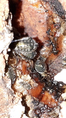 Cinara confinis