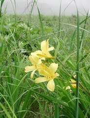 Hemerocallis yezoensis