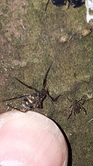 Cinara confinis
