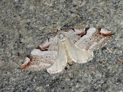 Aplocera praeformata