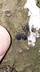 Cinara confinis